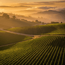 Food and Wine Pairings