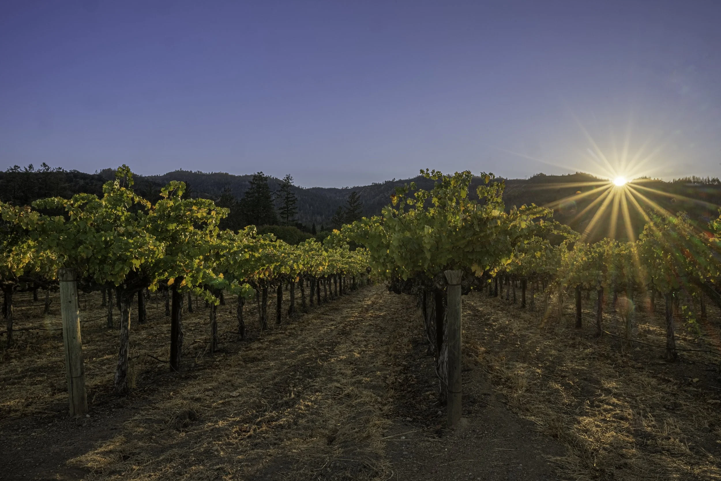 Anomaly Vineyards
