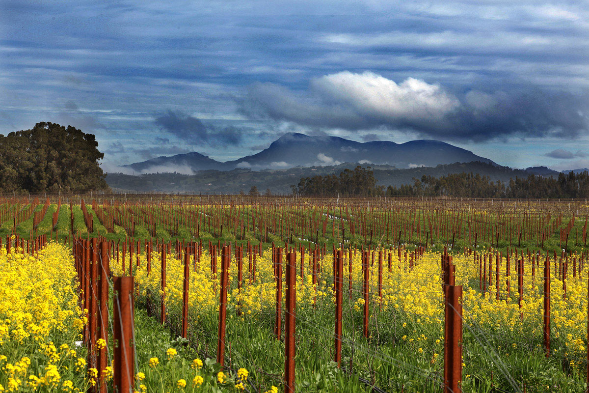 Benovia Winery