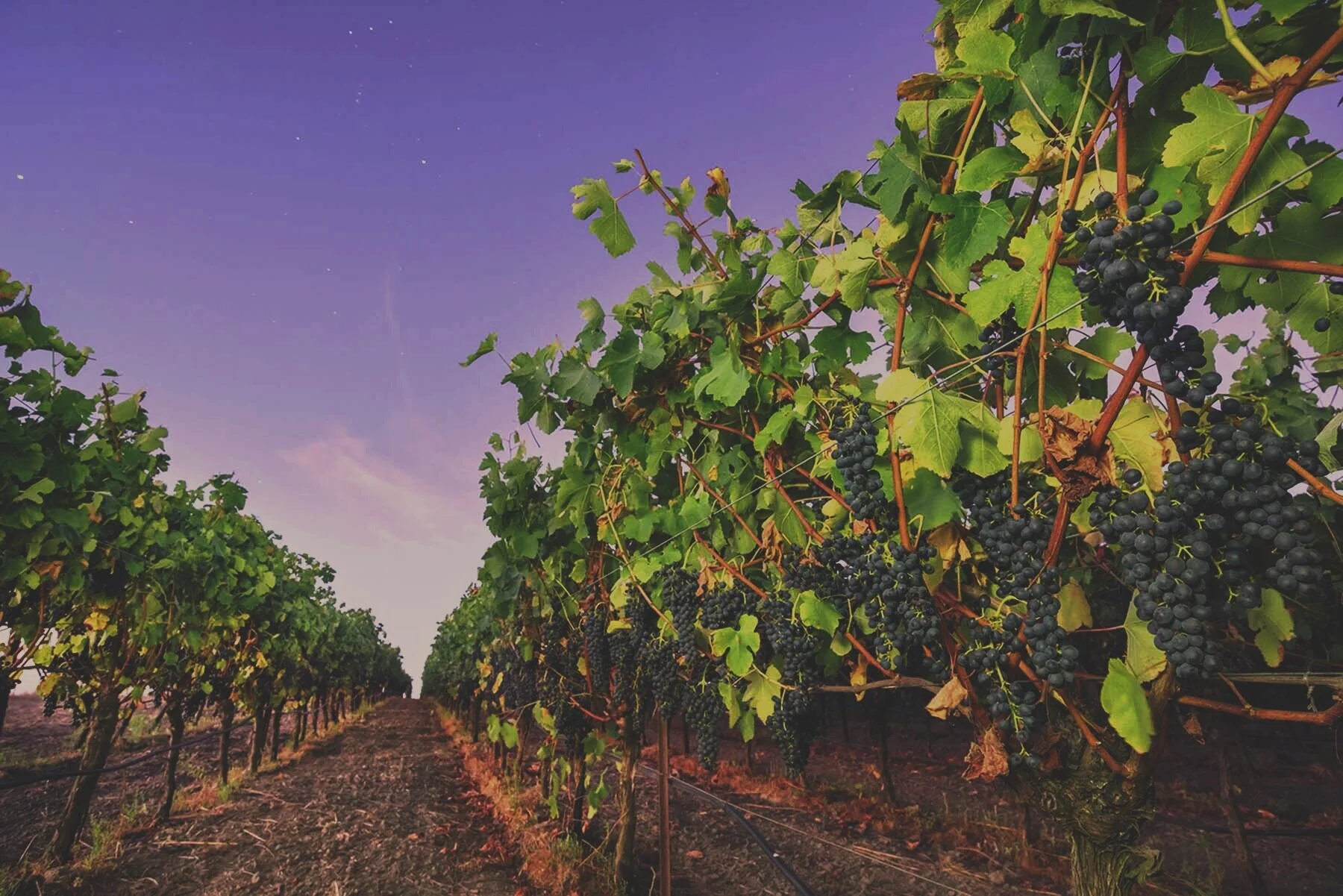 Boheme Wines