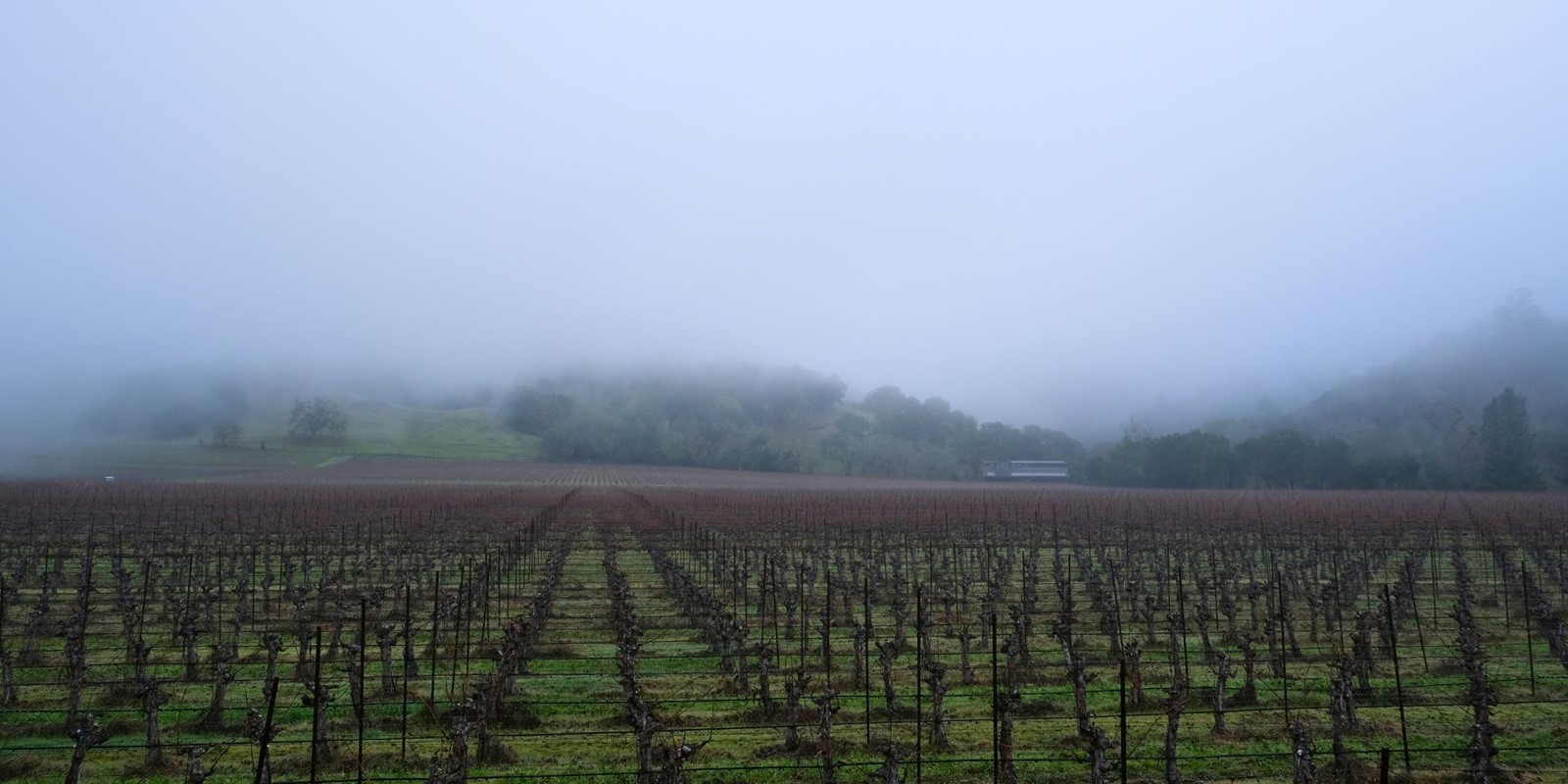 Hafner Vineyard