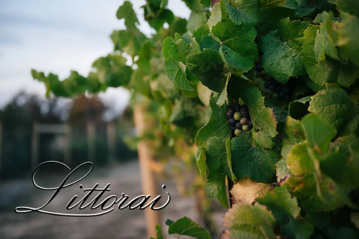 Littorai Wines