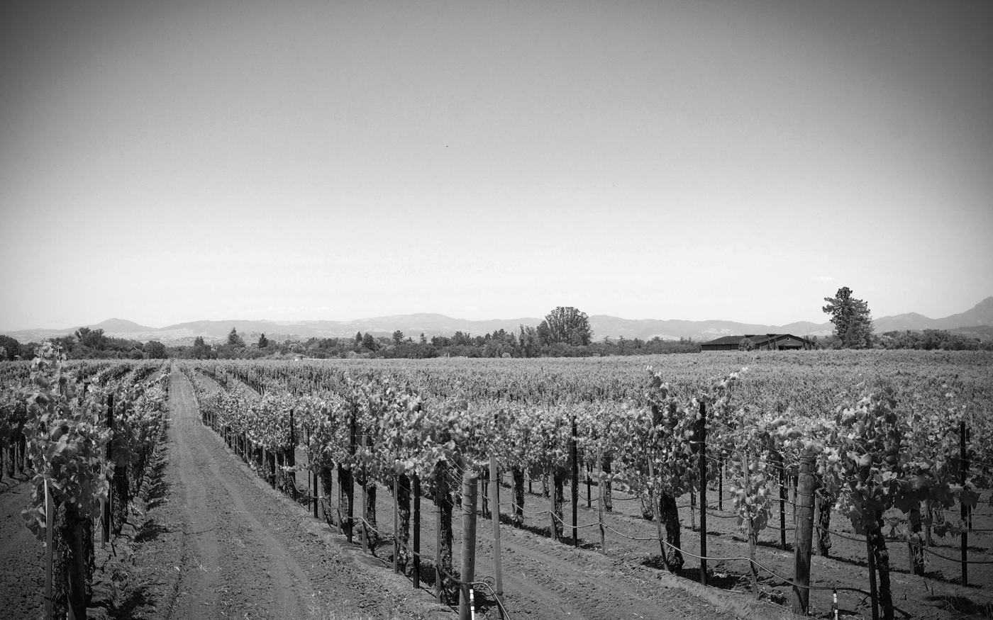 Pellegrini Wine Company