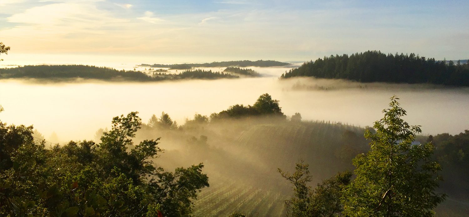 Porter Creek Vineyards