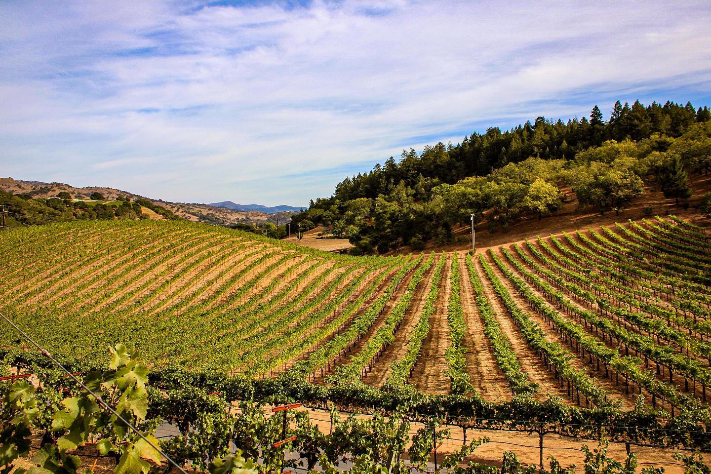 Taylor Family Vineyards